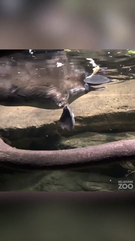 Post 10 by Zoos Victoria on TikTok (video)