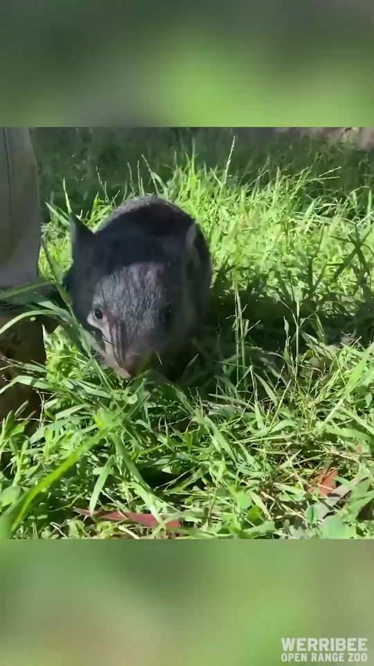 Post 9 by Zoos Victoria on TikTok (video)