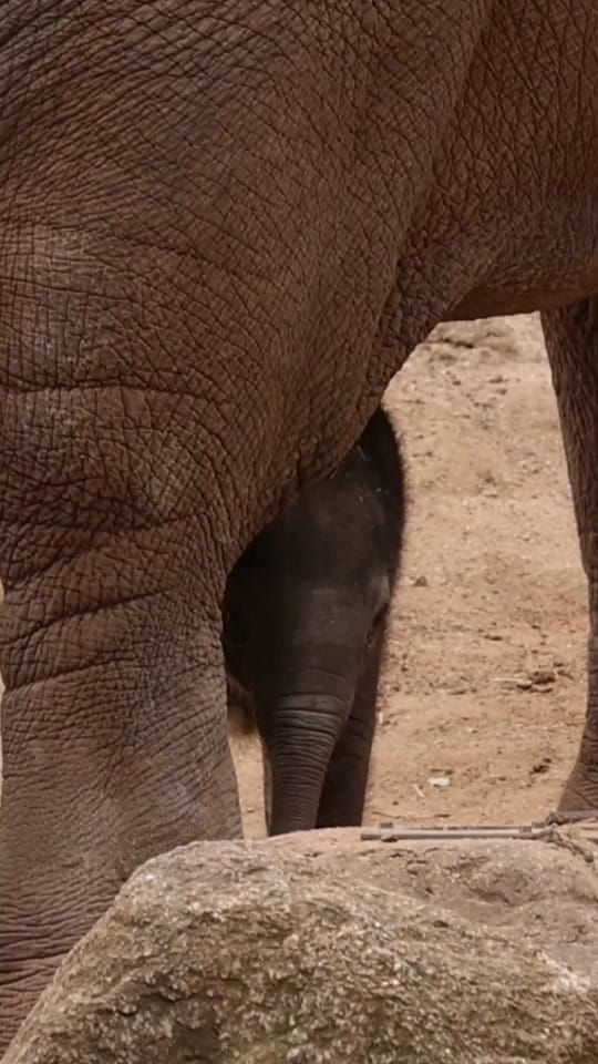 Post 5 by Zoos Victoria on TikTok (video)