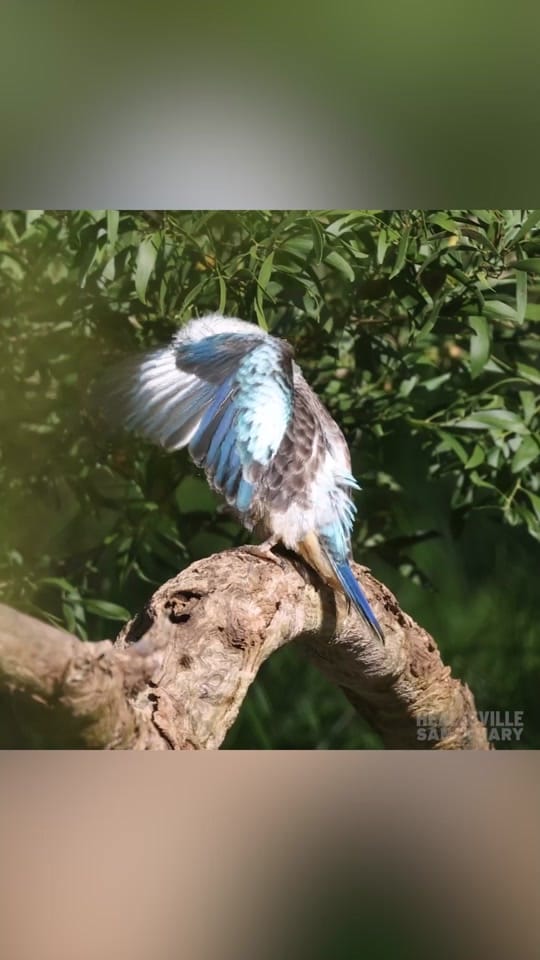 Post 6 by Zoos Victoria on TikTok (video)