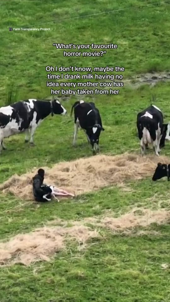 Post 10 by Animals Australia on TikTok (video)