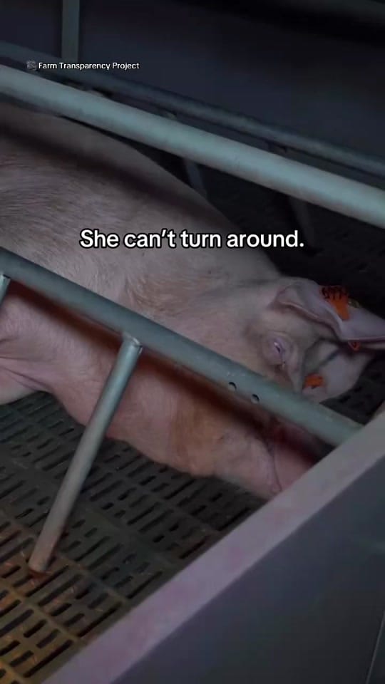 Post 8 by Animals Australia on TikTok (video)