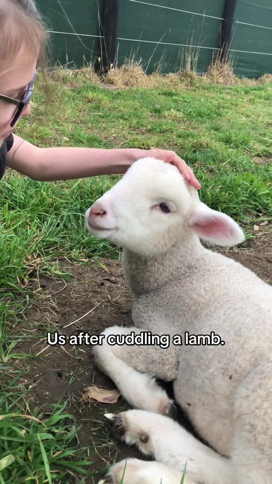 Post 5 by Animals Australia on TikTok (video)