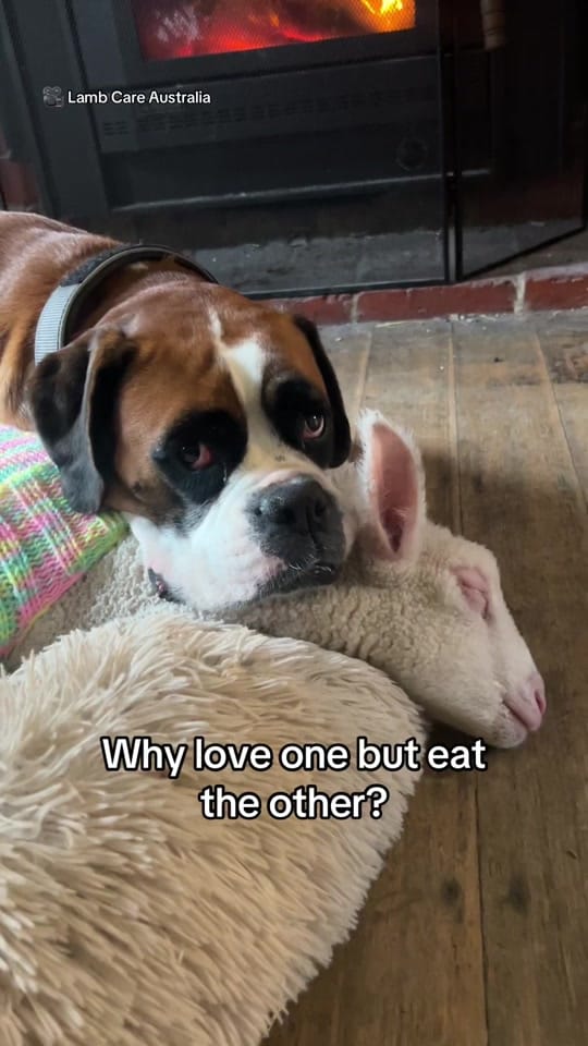 Post 1 by Animals Australia on TikTok (video)