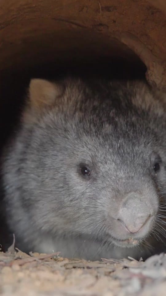 Post 3 by Animals Australia on TikTok (video)