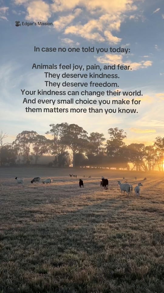Post 6 by Animals Australia on TikTok (video)