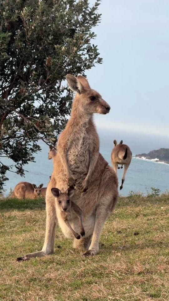 Post 4 by Animals Australia on TikTok (video)