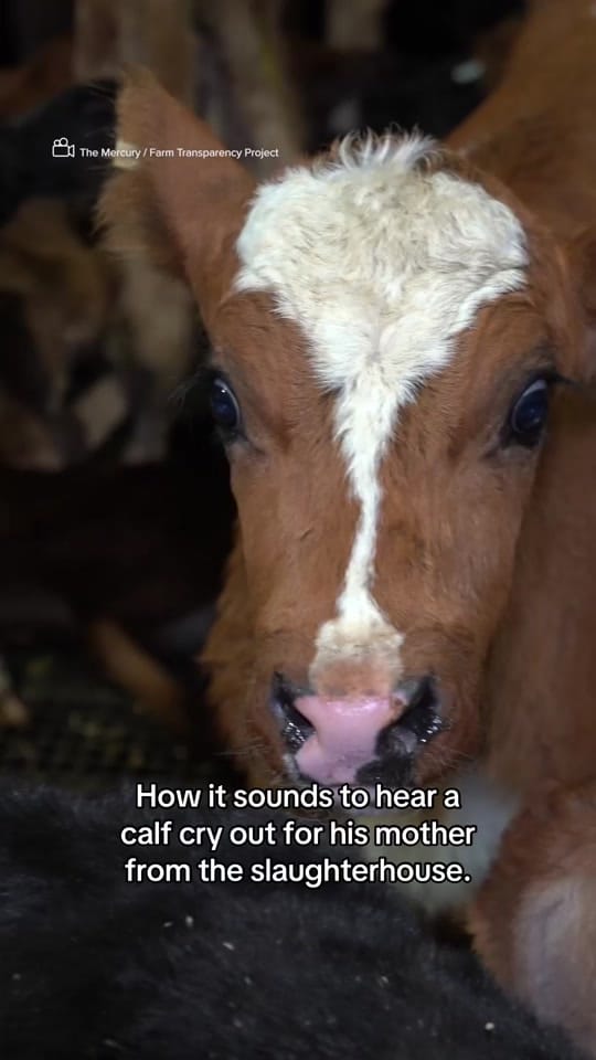 Post 2 by Animals Australia on TikTok (video)
