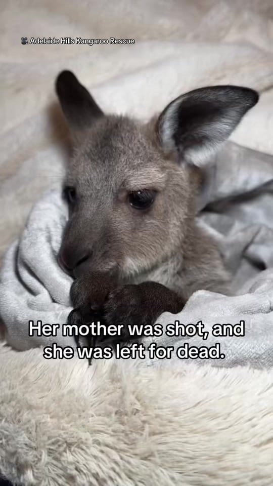 Post 7 by Animals Australia on TikTok (video)