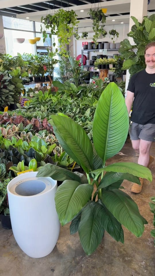 Post 4 by 🌿Melbourne Indoor Plants🌿 on TikTok (video)