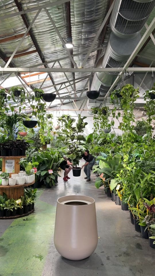 Post 3 by 🌿Melbourne Indoor Plants🌿 on TikTok (video)