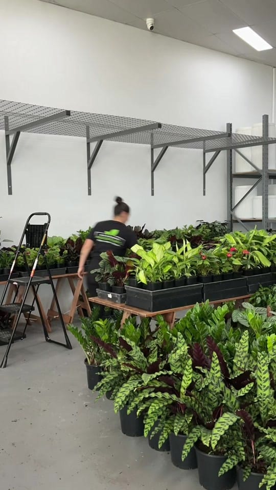 Post 7 by 🌿Melbourne Indoor Plants🌿 on TikTok (video)