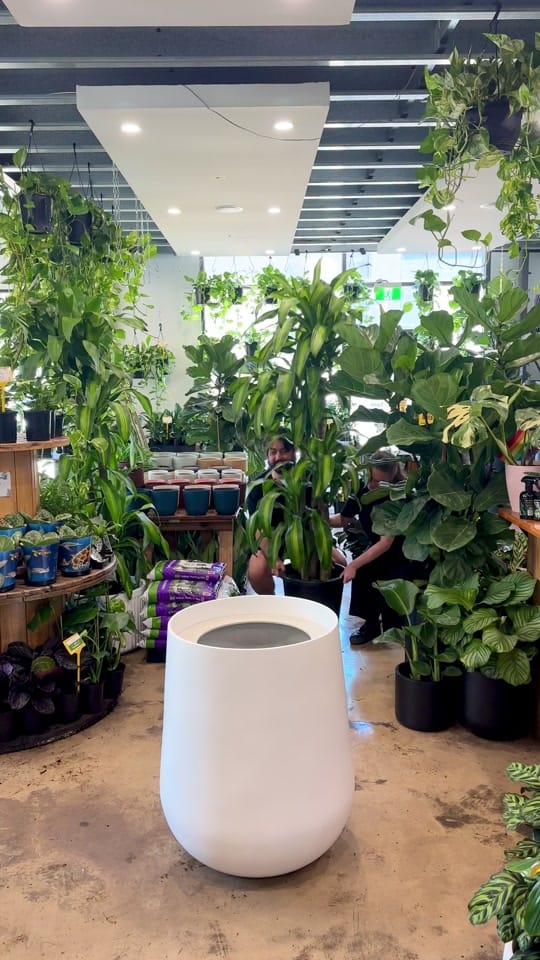 Post 10 by 🌿Melbourne Indoor Plants🌿 on TikTok (video)