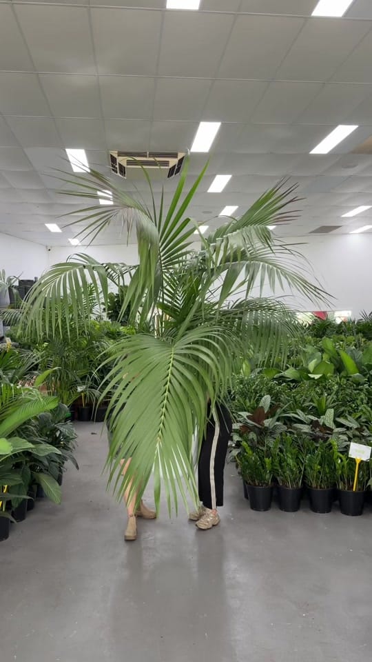 Post 6 by 🌿Melbourne Indoor Plants🌿 on TikTok (video)