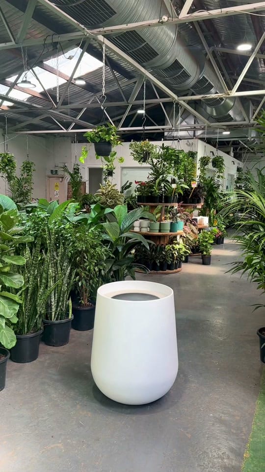 Post 8 by 🌿Melbourne Indoor Plants🌿 on TikTok (video)