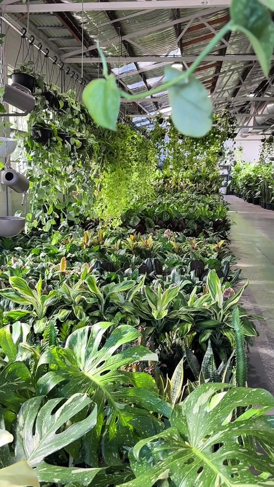 Post 1 by 🌿Melbourne Indoor Plants🌿 on TikTok (video)