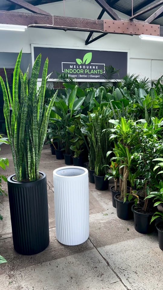 Post 9 by 🌿Melbourne Indoor Plants🌿 on TikTok (video)