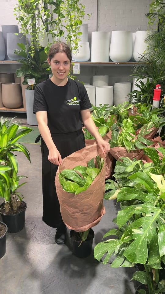 Post 5 by 🌿Melbourne Indoor Plants🌿 on TikTok (video)