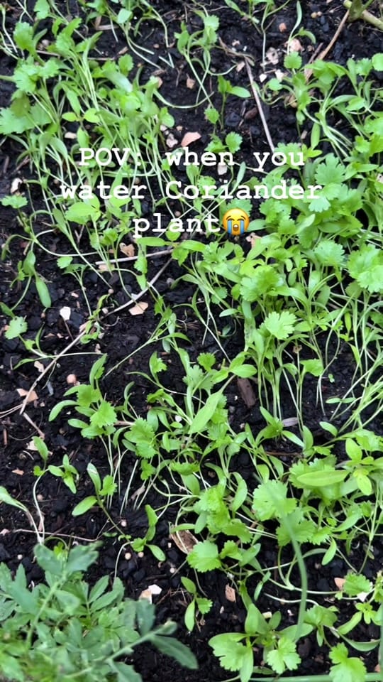 Post 2 by roots and shoots21 on TikTok (video)