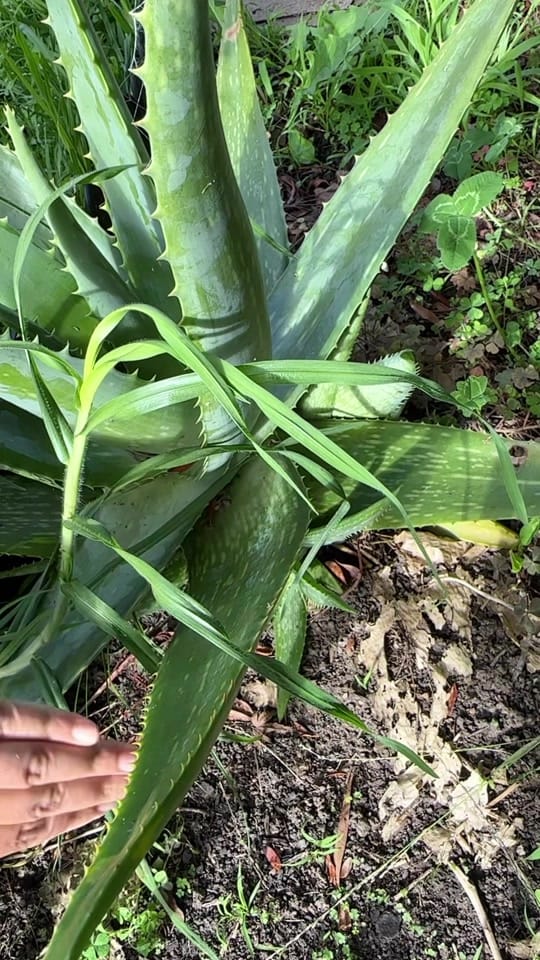 Post 1 by roots and shoots21 on TikTok (video)