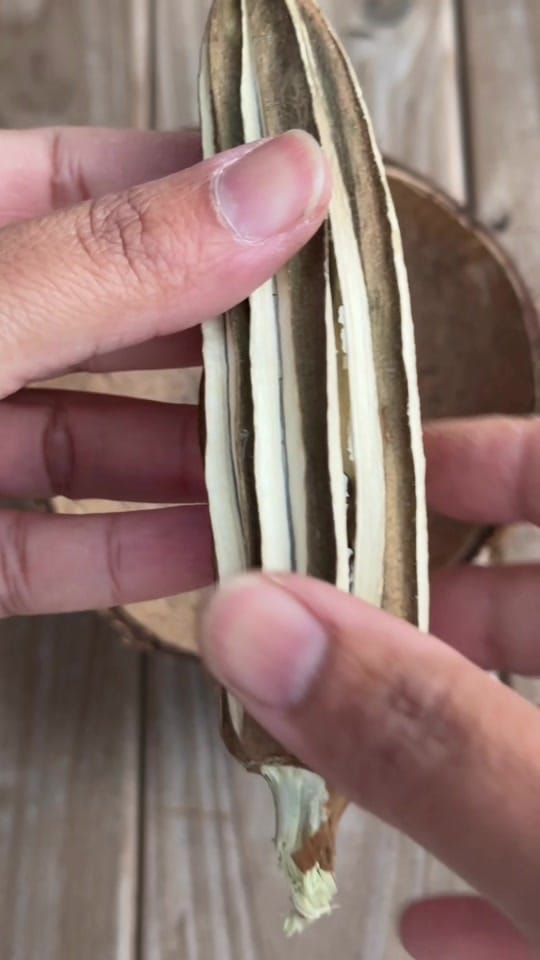 Post 10 by roots and shoots21 on TikTok (video)