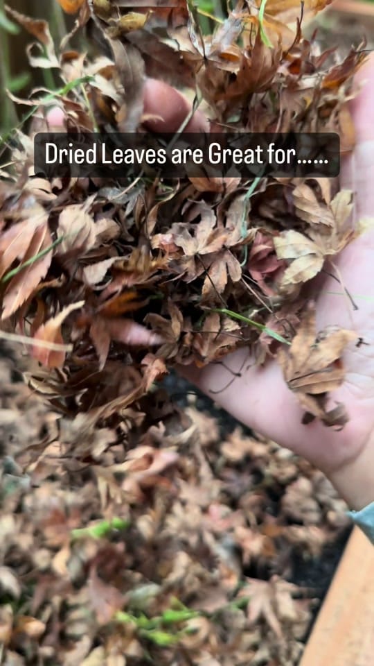 Post 8 by roots and shoots21 on TikTok (video)