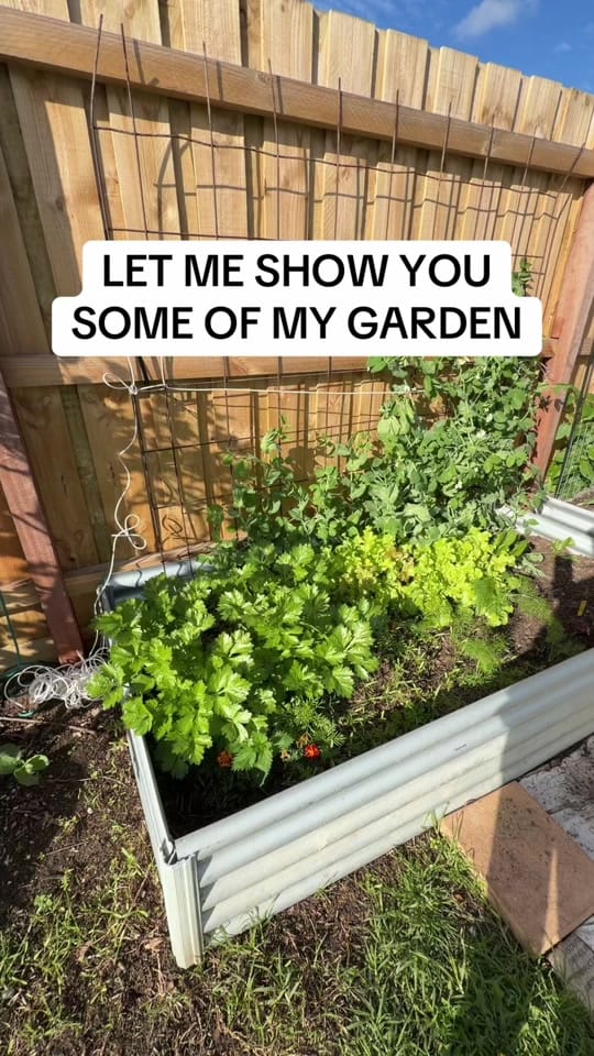 Post 4 by busy chris gardening on TikTok (video)