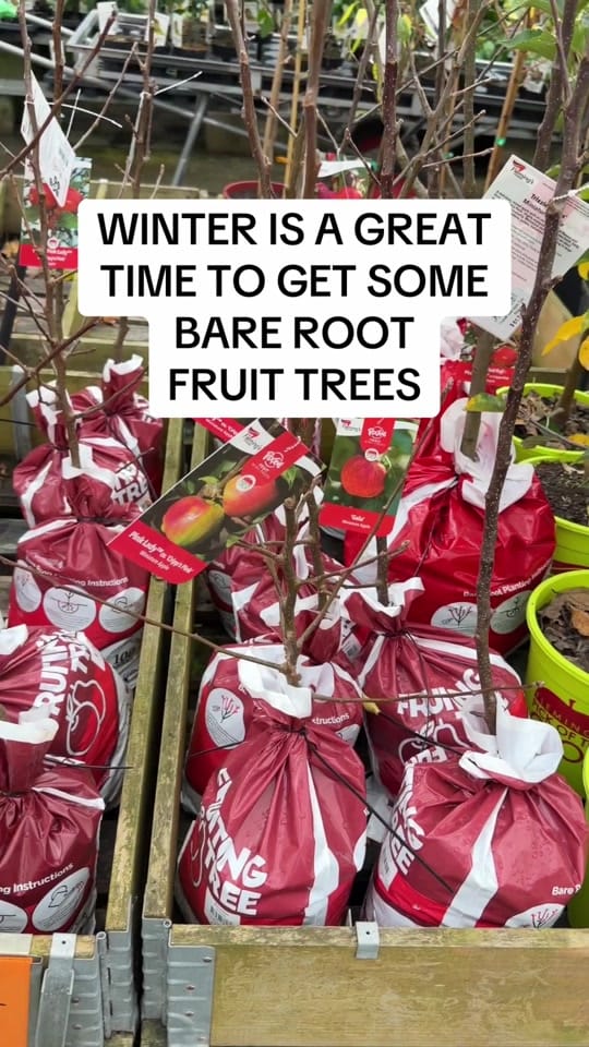 Post 3 by busy chris gardening on TikTok (video)