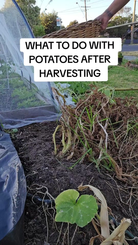 Post 9 by busy chris gardening on TikTok (video)