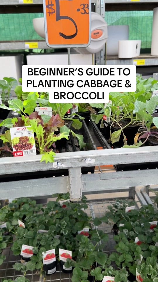Post 7 by busy chris gardening on TikTok (video)