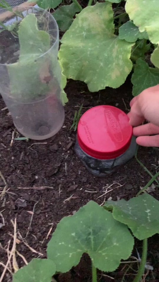 Post 10 by busy chris gardening on TikTok (video)