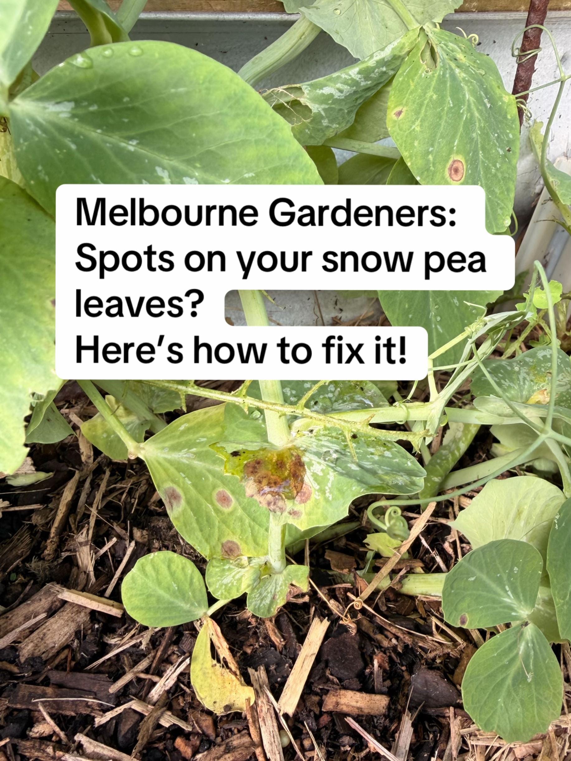 Post 5 by busy chris gardening on TikTok (video)