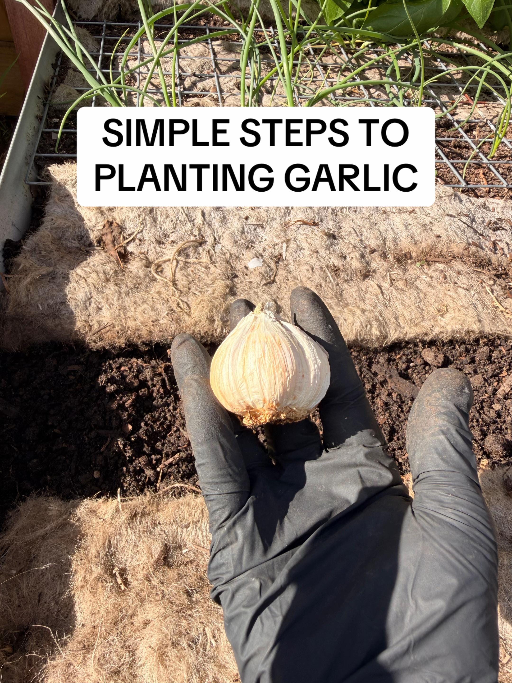 Post 2 by busy chris gardening on TikTok (video)