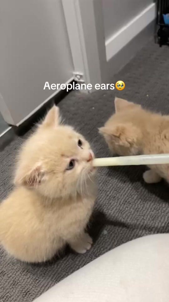 Post 9 by Bianca Limbrick on TikTok (video)