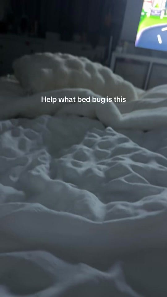 Post 8 by Bianca Limbrick on TikTok (video)
