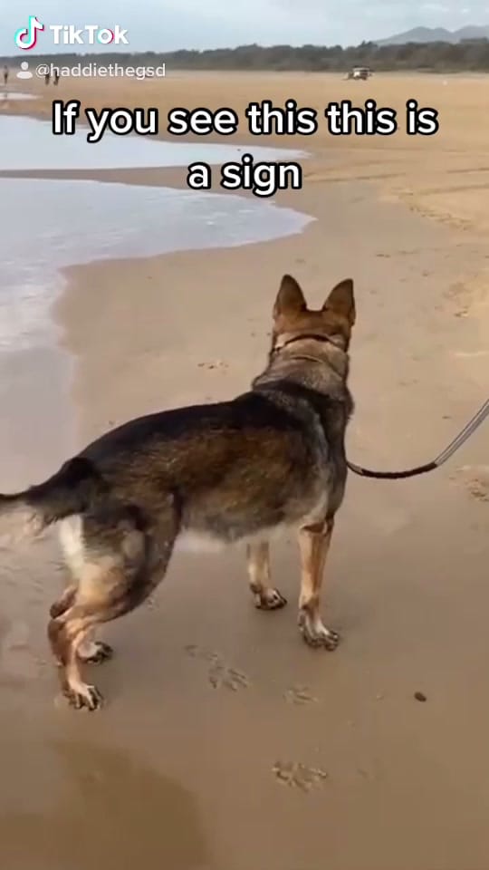 Post 1 by 𝙃𝙖𝙙𝙙𝙞𝙚 🐾 on TikTok (video)
