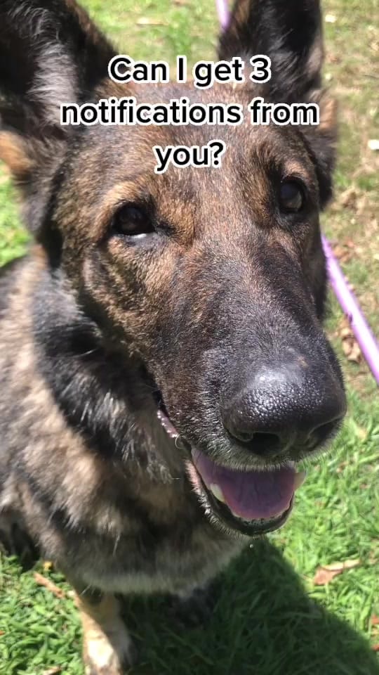 Post 5 by 𝙃𝙖𝙙𝙙𝙞𝙚 🐾 on TikTok (video)