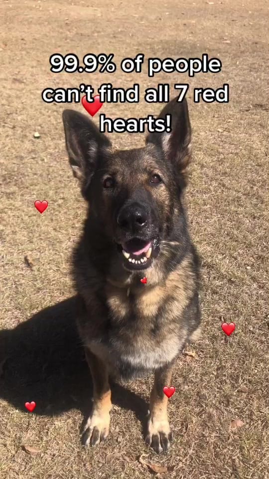 Post 6 by 𝙃𝙖𝙙𝙙𝙞𝙚 🐾 on TikTok (video)