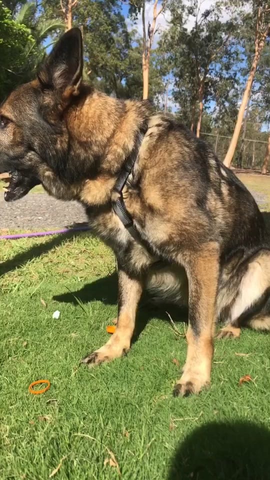 Post 4 by 𝙃𝙖𝙙𝙙𝙞𝙚 🐾 on TikTok (video)