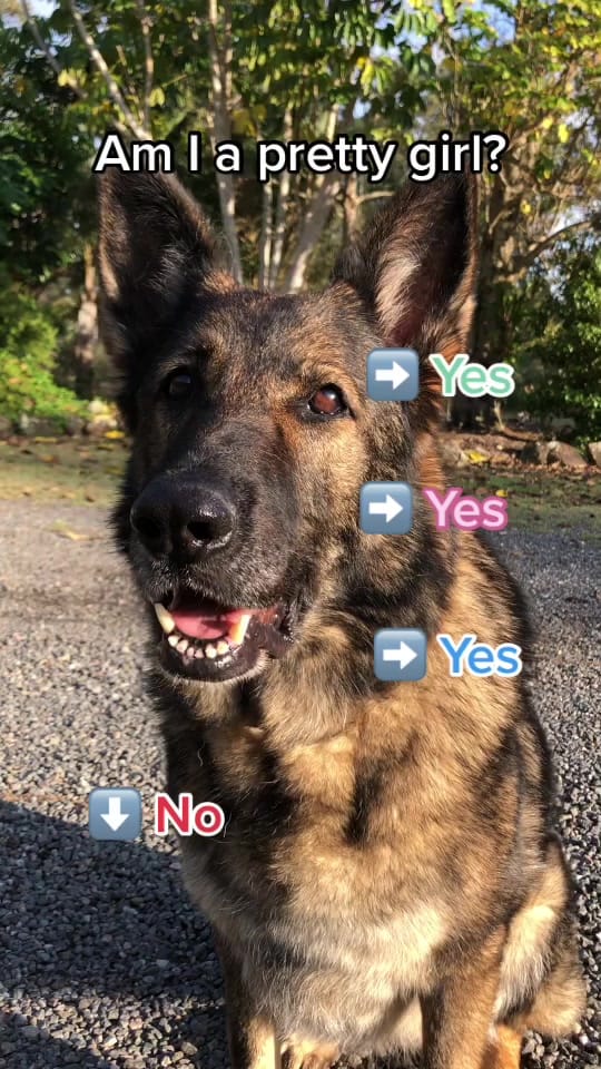 Post 9 by 𝙃𝙖𝙙𝙙𝙞𝙚 🐾 on TikTok (video)