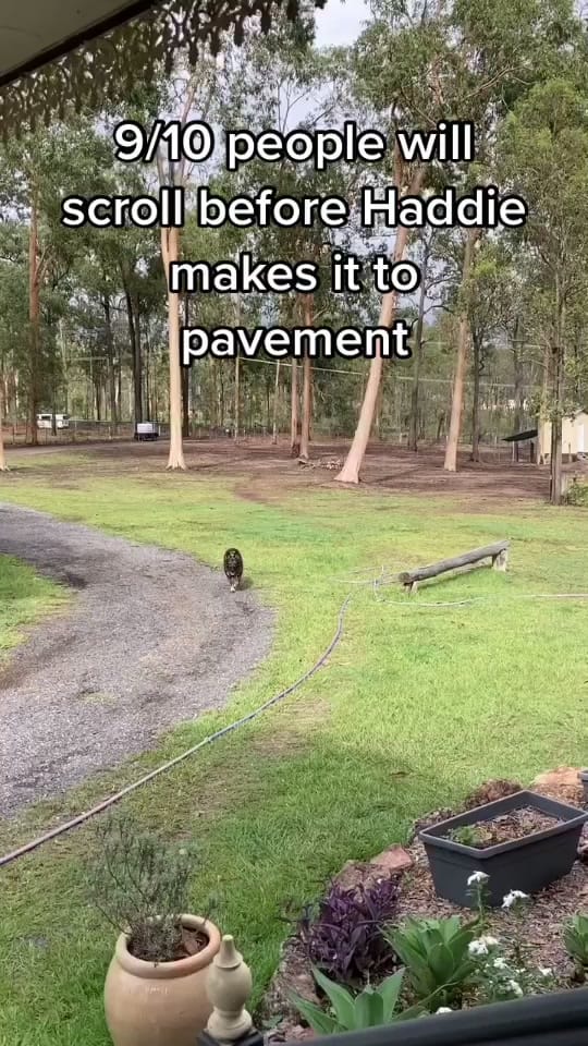 Post 3 by 𝙃𝙖𝙙𝙙𝙞𝙚 🐾 on TikTok (video)