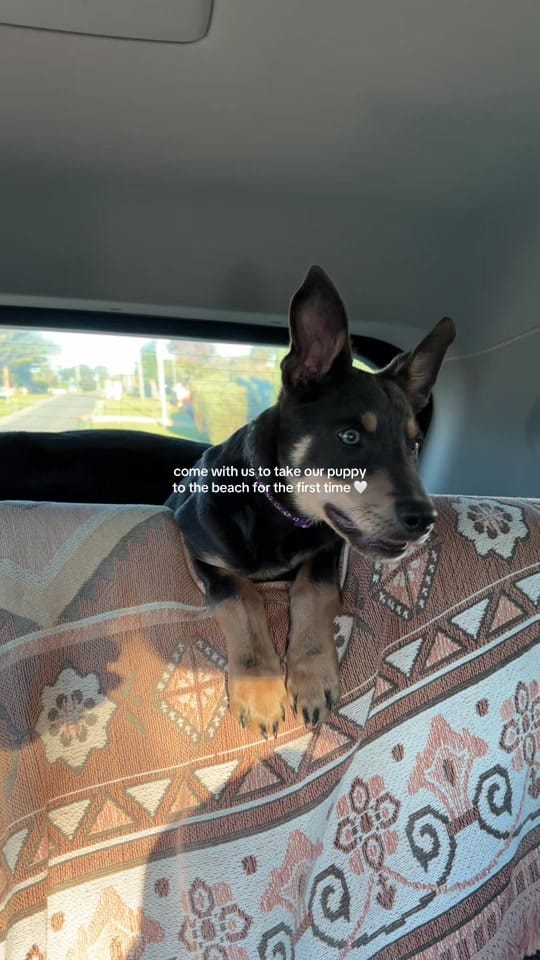 Post 9 by jaz on TikTok (video)