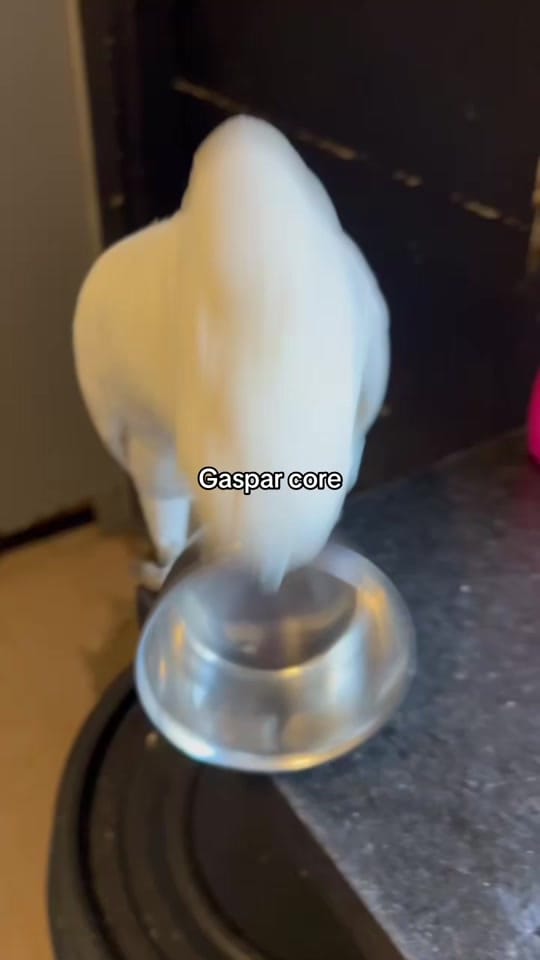 Post 3 by Lua | Bióloga on TikTok (video)