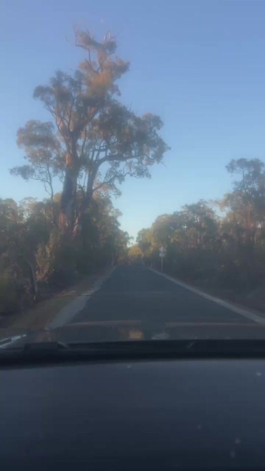 Post 6 by alfequestriann on TikTok (video)