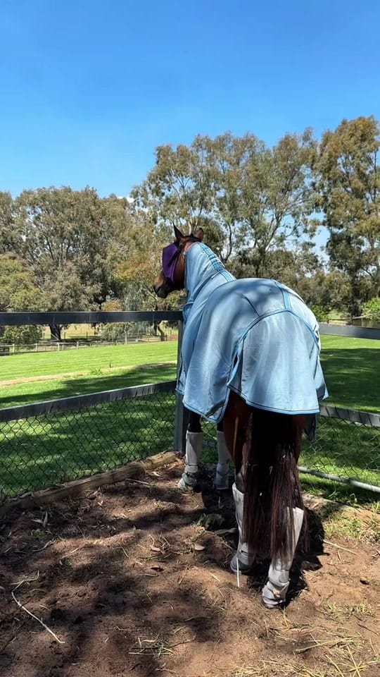 Post 4 by alfequestriann on TikTok (video)