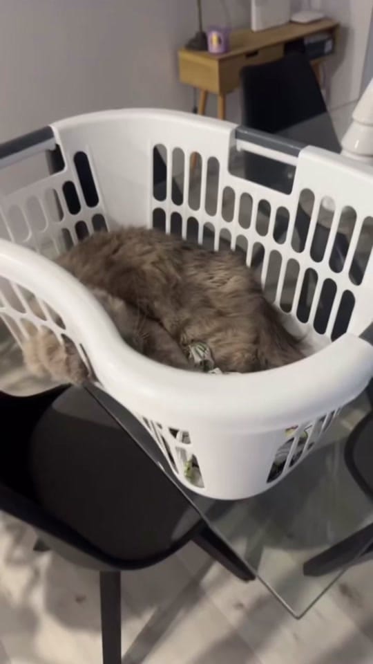 Post 5 by Abbeymanolini on TikTok (video)