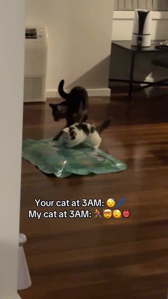 Post 8 by Nala & Simba on TikTok (video)