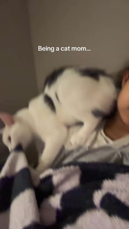 Post 7 by Nala & Simba on TikTok (video)