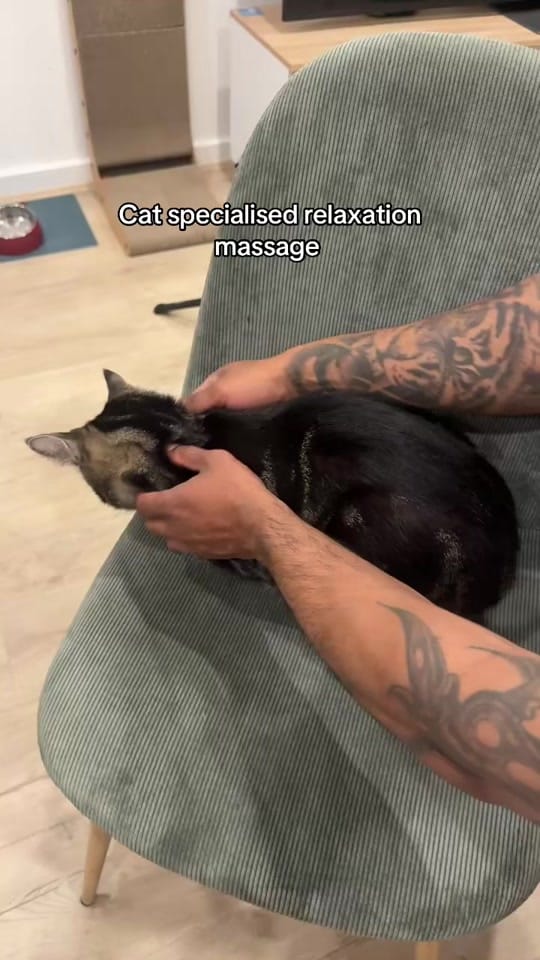 Post 6 by Nala & Simba on TikTok (video)
