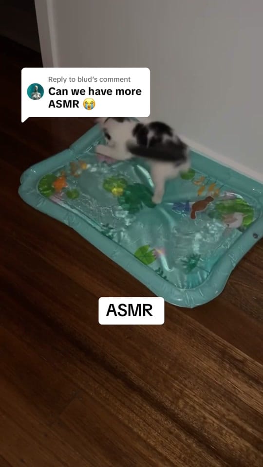 Post 9 by Nala & Simba on TikTok (video)